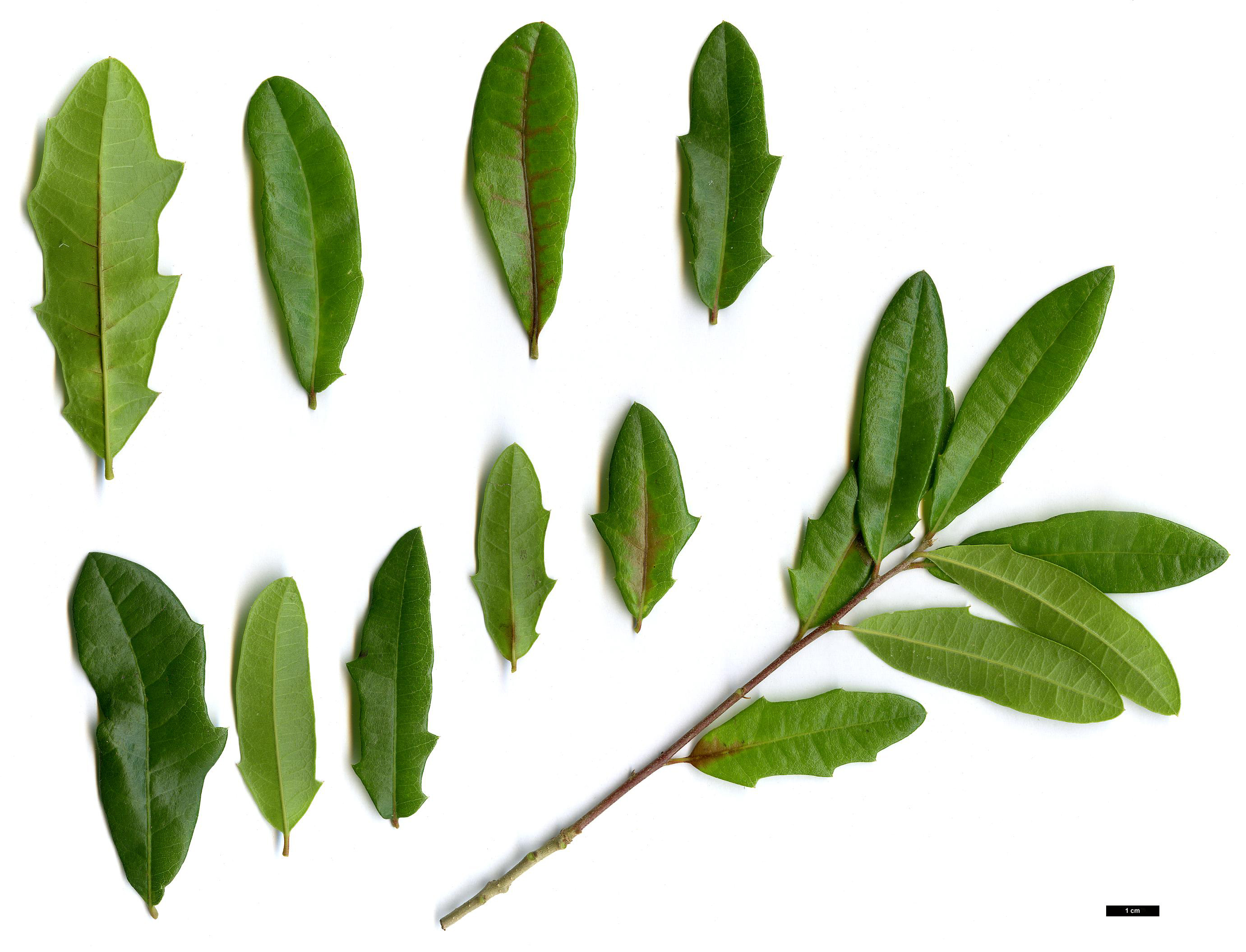 High resolution image: Family: Fagaceae - Genus: Quercus - Taxon: fusiformis × Q.laceyi